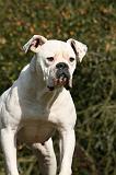 BOULEDOGUE AMERICAIN 346